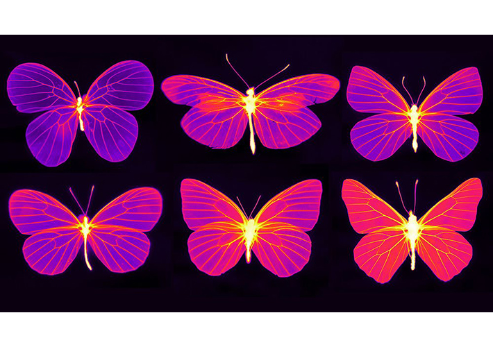 foto noticia La termografía permite a los investigadores ver el interior de las alas de las mariposas